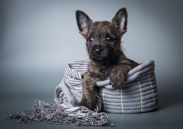 Grappige Cairn Terrier-puppyhond