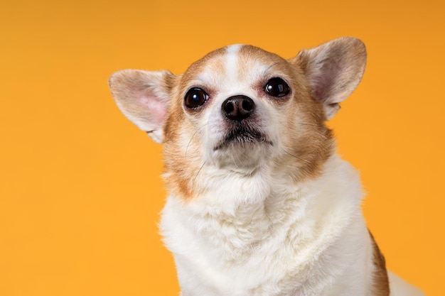 Grappige chihuahua close-up op een gele achtergrond