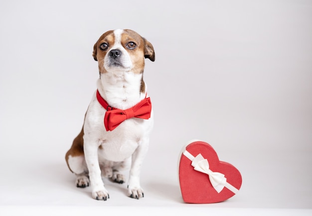 grappige chihuahua hond in vlinderdas met rood hart geschenkdoos wit lint grijs