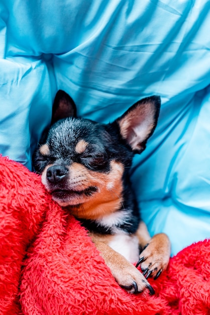 Grappige chihuahua hond slapen op een kussen in bed. Chihuahua slaapt onder een deken op een kussen.