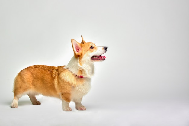 Grappige corgipembroke in studio voor een witte achtergrond