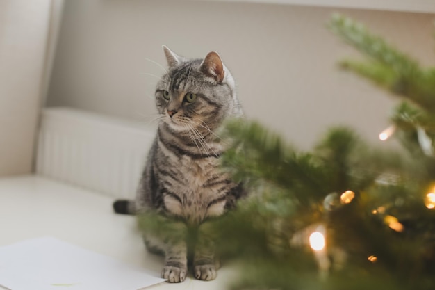 Grappige Cyperse kat en de versierde kerstboom Prettige kerstdagen en nieuwjaar