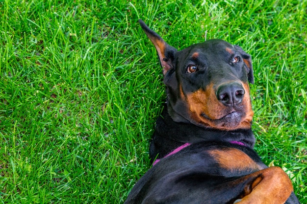 Grappige doberman pinscher ligt op het gras