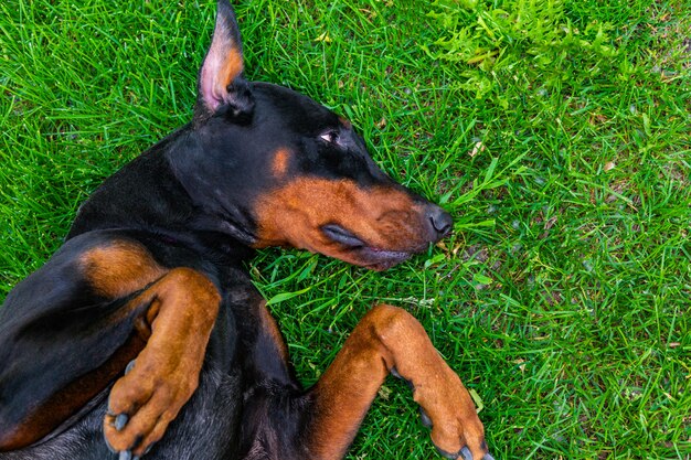 Grappige doberman pinscher ligt op het gras