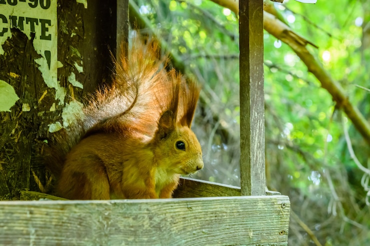 Foto grappige eekhoorn op de boom in de zomer