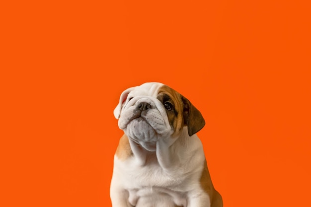 Grappige Engelse bulldog puppy op een oranje achtergrond Huisdieren Een volbloed hond