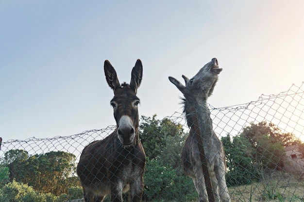 Grappige ezels poseren voor de camera door het hek van de paddock tegen de achtergrond van de zonsondergang