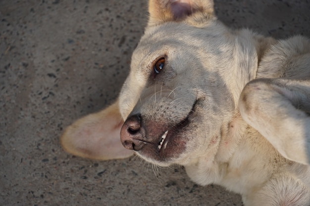 Grappige foto van een hond met mond