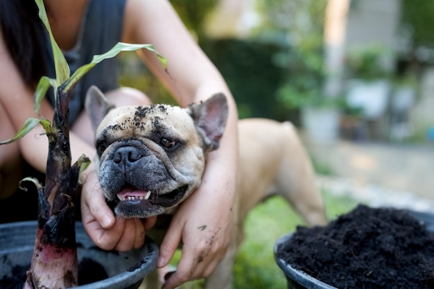 Grappige Franse buldog met jonge vrouw in tuin