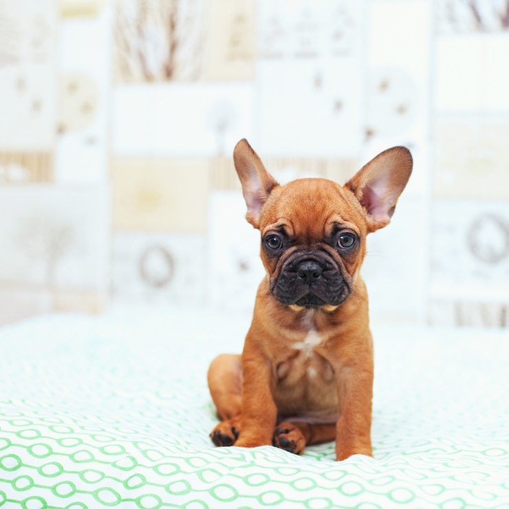 Grappige Franse Bulldog pup portret