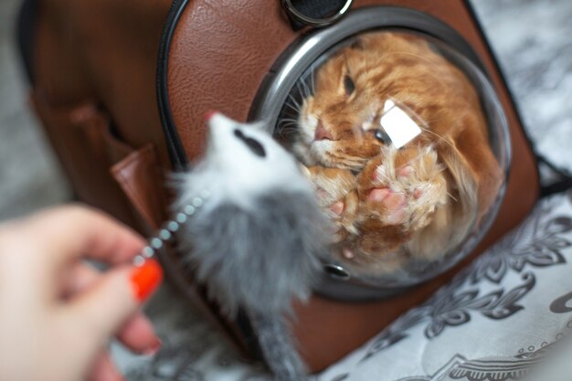 Grappige gember Maine Coon kitten spelen in de tas met bolvormig venster