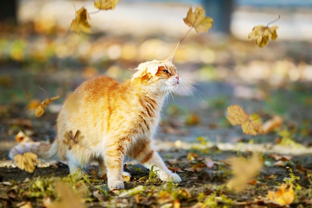 Grappige gemberkat met een esdoornblad op zijn hoofd in het herfstpark