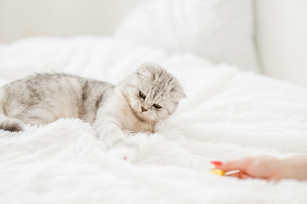 Grappige grijze kat speelt met speelgoed op de bank Scottish Fold-portret Huisdier dat plezier heeft