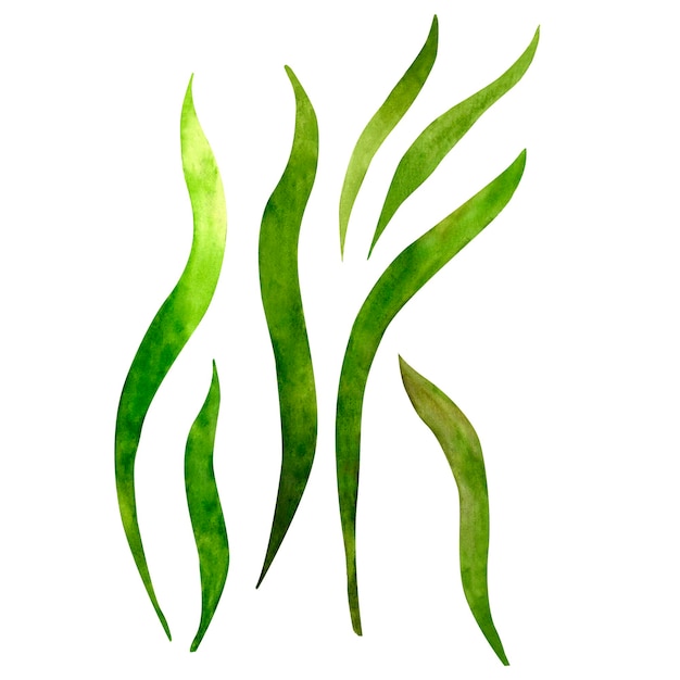 Grappige groene zeewier Algen mariene onderwater zeeplant waterverf illustratie clip art in de oceaan kinderen stijl voor het versieren van kinderen kamer school kleuterschool uitnodiging afdrukken en postkaart