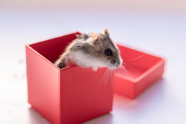 Grappige hamster die uit rode geschenkdoos gluurt