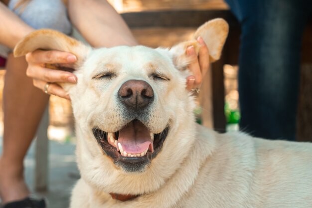 Grappige harige hond Labrador op straat