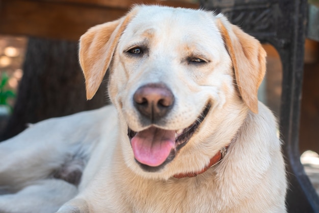 Grappige harige hond Labrador op straat