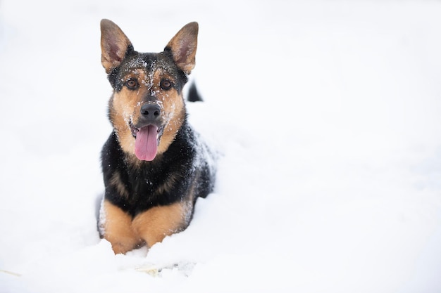 Grappige herdershond speelt in de winter in de sneeuw Duitse herdershond op een winterse dag