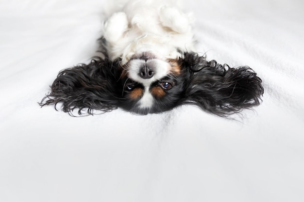 Grappige hond cavalier spaniel ontspannen op bed onder de kopie ruimte