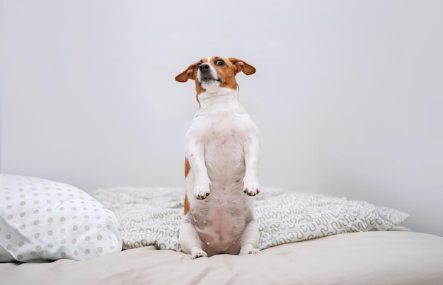 Foto grappige hond die op bed zit en verdrietig lijkt voor de camera.