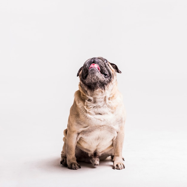 Foto grappige hond die uit tong plakt die over witte achtergrond wordt geïsoleerd