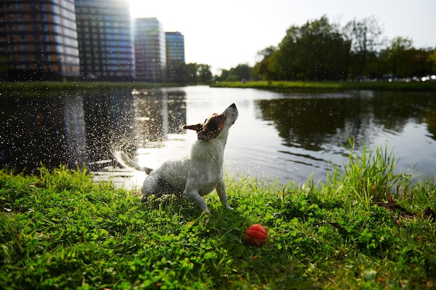 Grappige hond die water afschudt