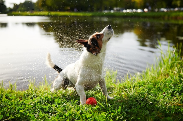 Grappige hond die water afschudt