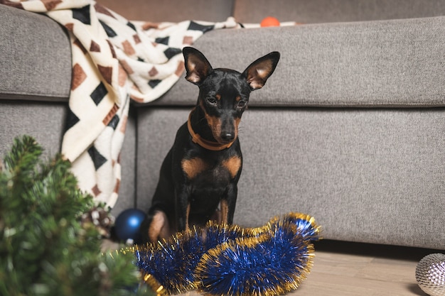 Grappige hond dwergpinscher maakte een puinhoop in de kamer en speelde met kerstboom