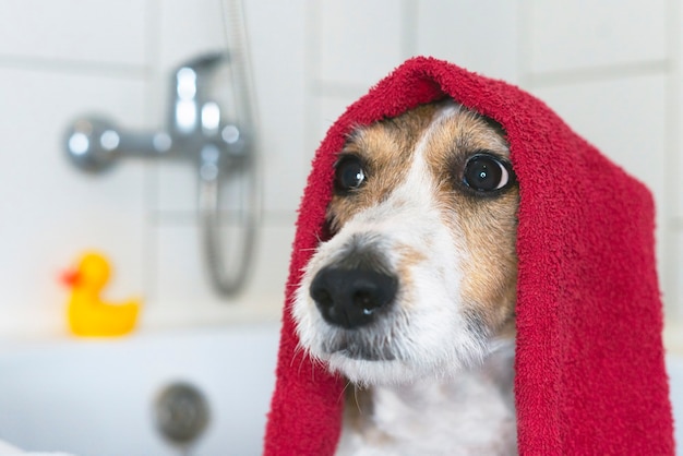 Grappige hond in de badkamer met een handdoek op zijn hoofd huisdier neemt een douche