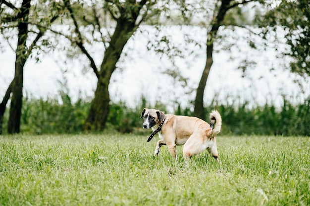 Grappige hond in de natuur