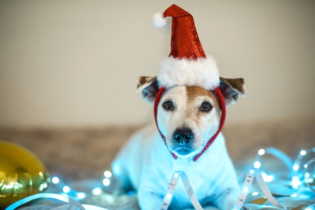 Grappige hond in een kerstmuts, kostuum voor een gemaskerd feest