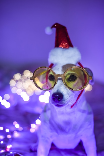 Grappige hond in een kerstmutskostuum voor een gemaskerd feest Kerstconcept