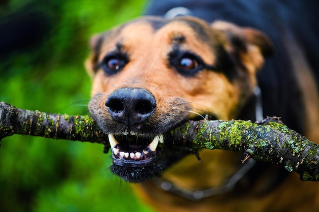 Grappige hond met een stok in de tanden