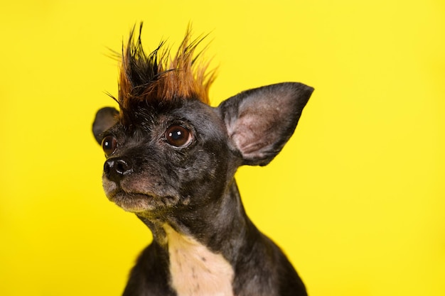 Grappige hond met kleur vergelijkbaar met luipaard