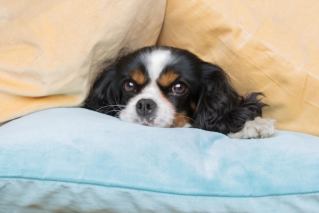 Grappige hond onder de stapel kussens