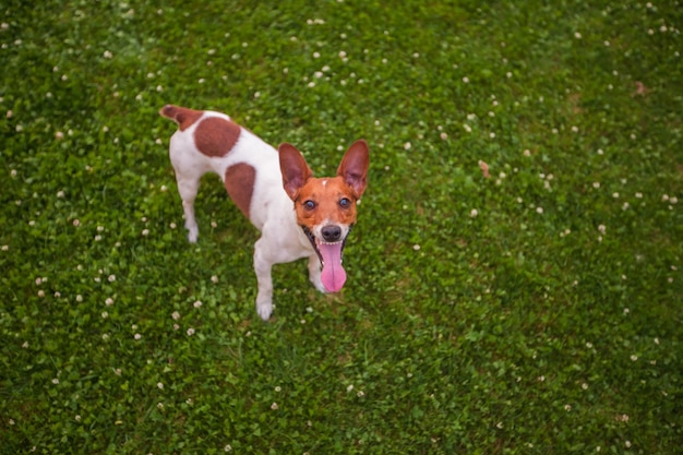 Grappige hond op het gras met kopie ruimte, Jack Russell Terrier