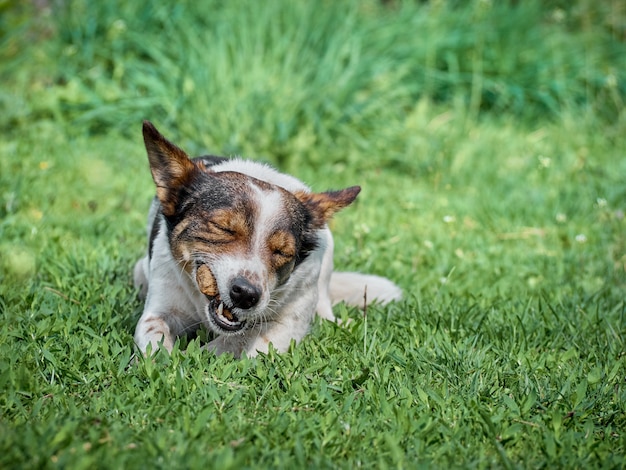 Grappige hond op het veld.