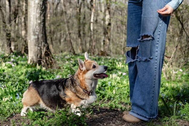 grappige hond van het Pembroke corgi-ras in het lentebos tussen groen staat naast zijn minnaressen