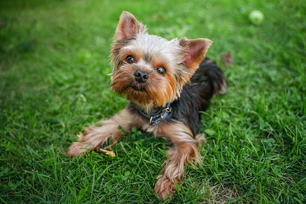 Grappige hond Yorkshire Terrier in de zomertuin