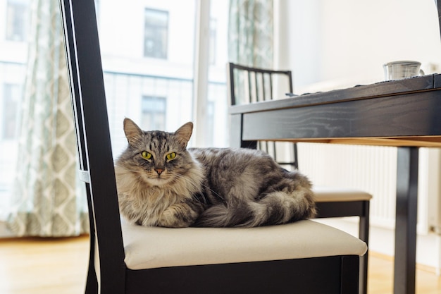 Grappige huis pluizige ruige grijze maine coon-kat met groene ogen ligt op een zachte stoel in de woonkamer