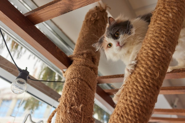 Grappige huiskat klimt op de kattenpaal