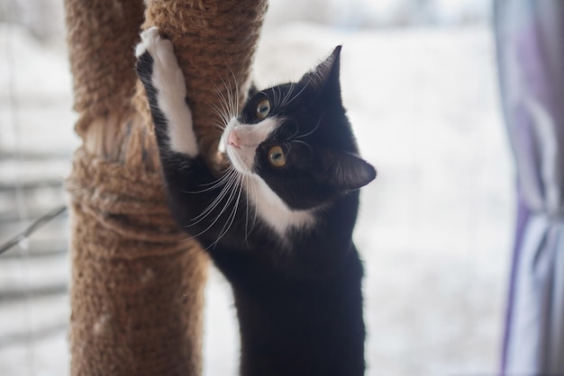 Grappige huiskat klimt op de kattenpaal