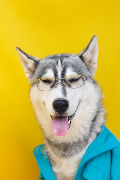 Grappige husky in een jas en glazen op een gele achtergrond
