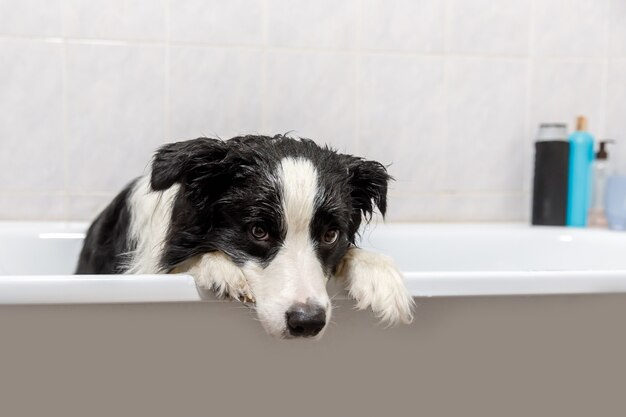 Grappige indoor portret van puppy hond border collie zitten in bad krijgt bubbelbad douchen met shampoo