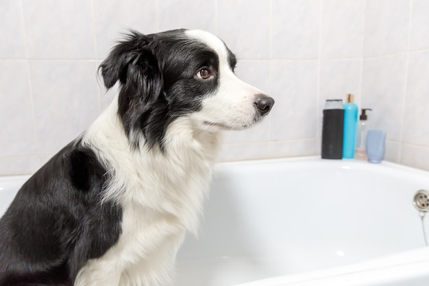 Grappige indoor portret van puppy hondje border collie zittend in bad krijgt bubbelbad douchen met shampoo. schattige kleine hond nat in badkuip in trimsalon. vuile hond wassen in de badkamer.