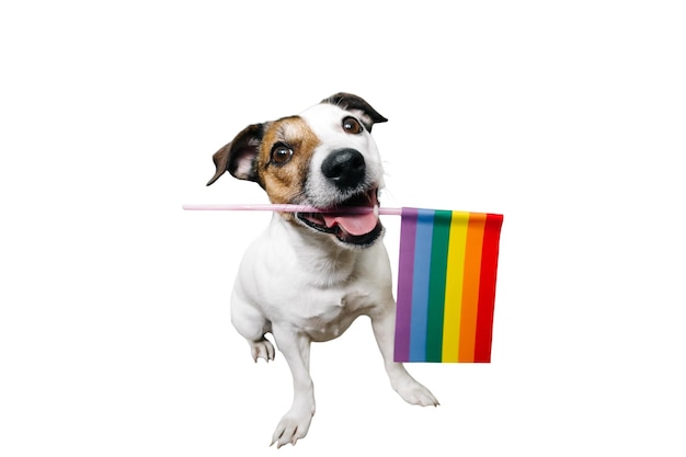 Grappige jack Russell met een LGBT-vlag op een witte achtergrond