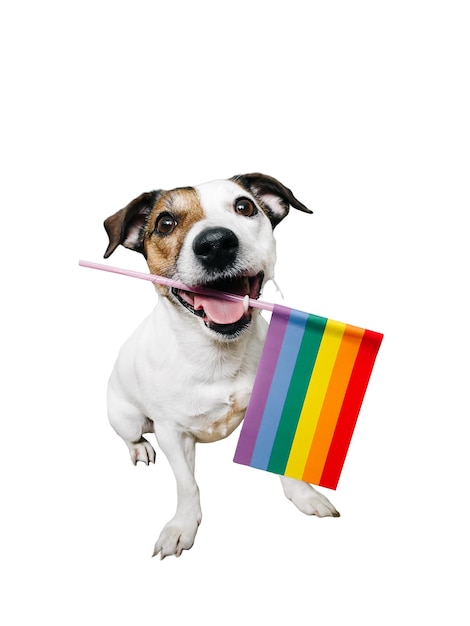 Grappige jack Russell met een LGBT-vlag op een witte achtergrond