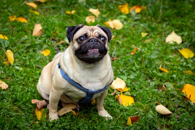 Grappige jonge mops zit op het gras met gevallen bladeren. detailopname...