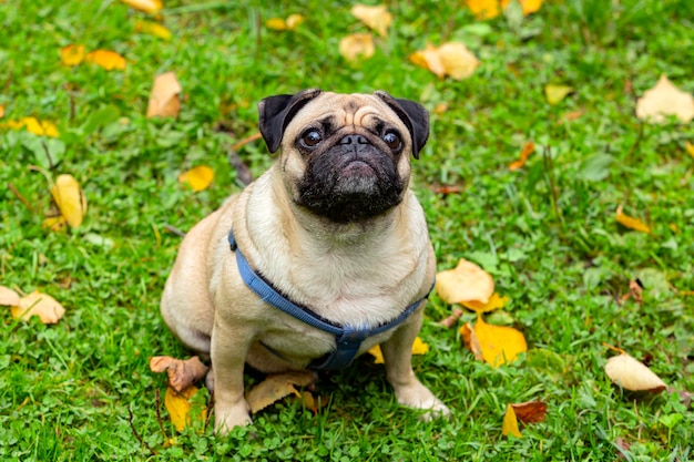 Grappige jonge Mops zit op het gras met gevallen bladeren. Detailopname...