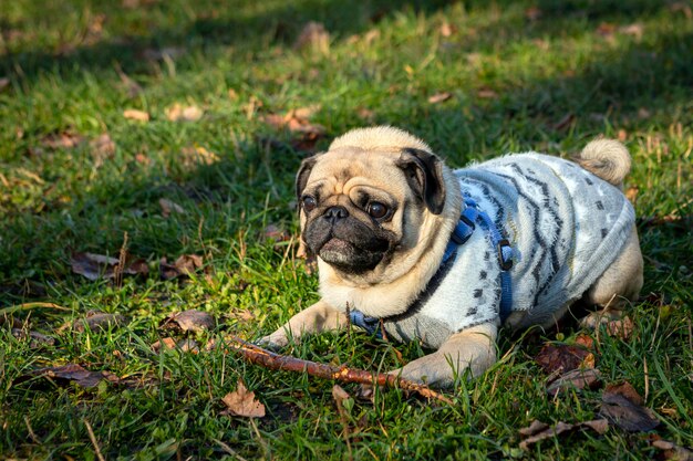 Grappige jonge Mops zit op het gras met gevallen bladeren. Detailopname.